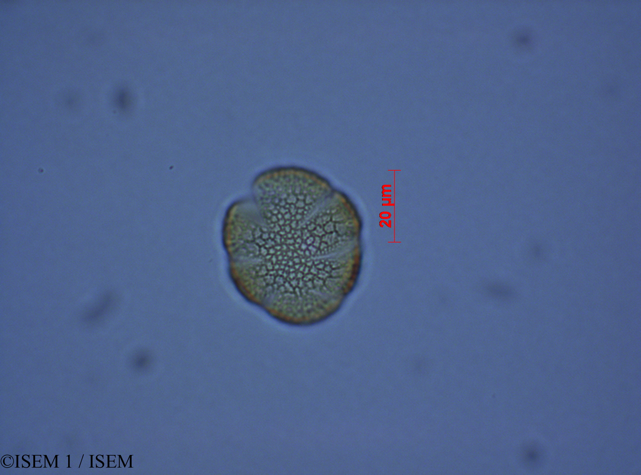 ISEM 1/Salvia_corrugata_28082/Salvia_corrugata_28082_0003(copy).jpg